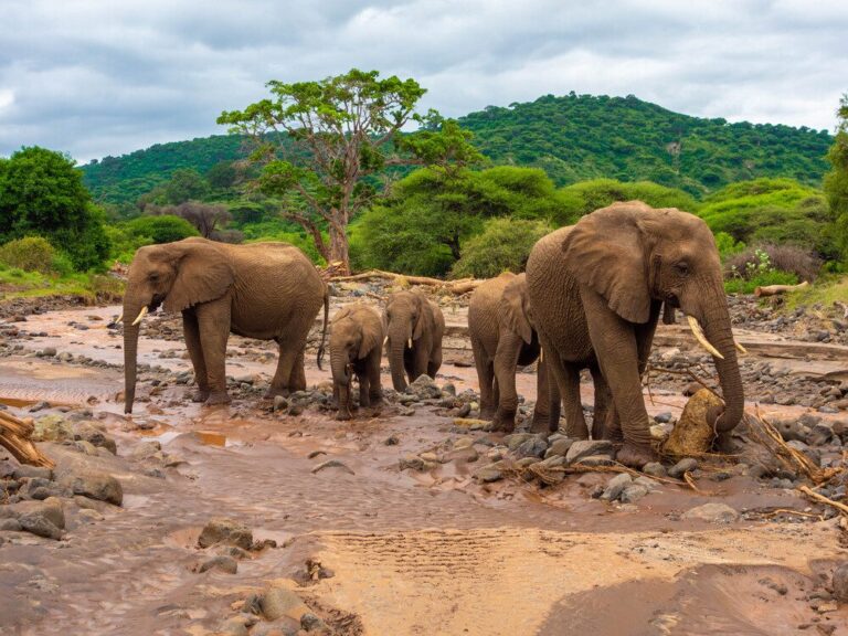 4-Day Mid-Range Wilderness Tanzania Safari