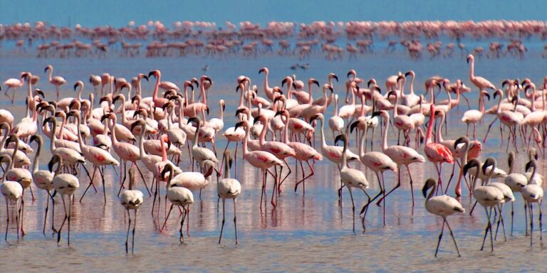 Day Trip Lake Manyara